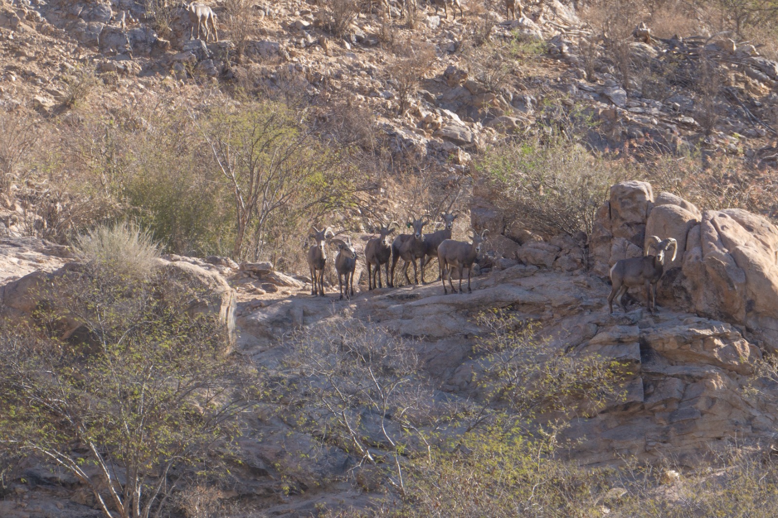 Contribuye Gobierno de Sonora a recuperación del borrego cimarrón con liberación de 20 animales: Celida López